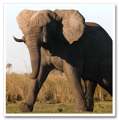 Elephant