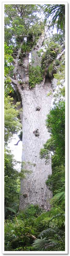 Tane Mahuta – lord of the forest
