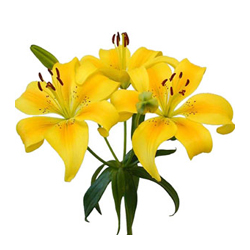 Yellow Lilies