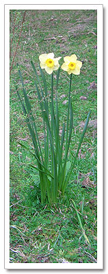 Two Daffodils
