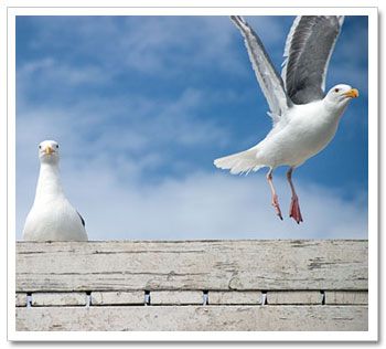 Gulls