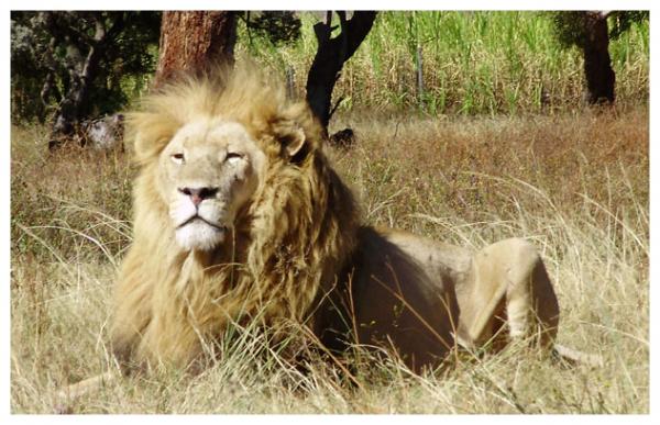 When invited to share the sweeping majesty of the veldt with this regal king of the beasts – a stunning photo opportunity from our vehicle window – Balarka showed a disappointing reluctance to leave the car, a rare lapse in his usual fun-loving nature. Lion