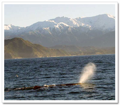 Breaching whale