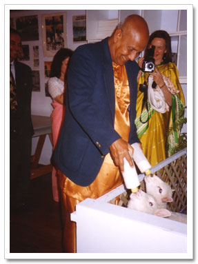 Sri Chinmoy feeds our lamb guests