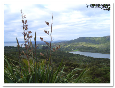 Regenerating bush in Auckland's Waitakere Ranges