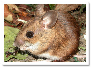 Wood Mouse