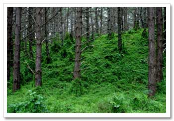 Woodhill Forest