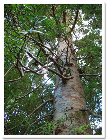 Young Kauri Tree